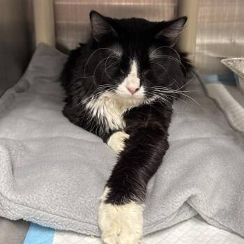 Domestic Medium Hair Cats Available for Adoption in Salt Lake City, Utah - Joshua | PetCurious