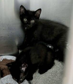 Anakin -  Domestic Short Hair Cat for Adoption in Detroit Lakes, Minnesota - Anakin | PetCurious