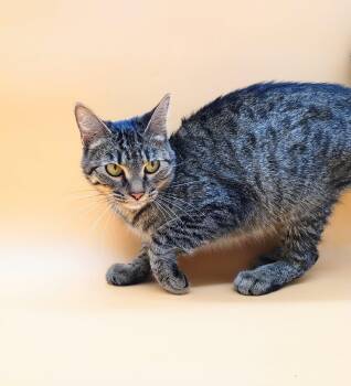 Rescue Domestic Short Hair Cats for Adoption in Springfield, Missouri - Farrah | PetCurious