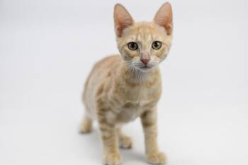 Rosetta -  Domestic Short Hair Cat for Adoption in Sedalia, Colorado - Rosetta | PetCurious