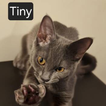 Tiny -  Domestic Short Hair Cat for Adoption in Snow Hill, North Carolina - Tiny | PetCurious