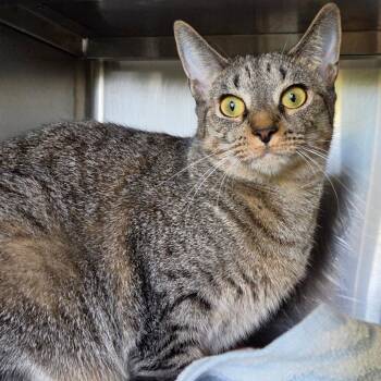 Bo Berry -  Domestic Short Hair Cat for Adoption in Asheville, North Carolina - Bo Berry | PetCurious