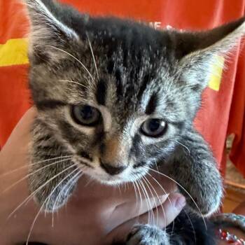 Clay -  Domestic Long Hair Cat for Adoption in Klamath Falls, Oregon - Clay | PetCurious