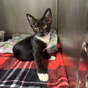 Sqweeke -  Domestic Short Hair Cat for Adoption in Titusville, Florida - Sqweeke | PetCurious