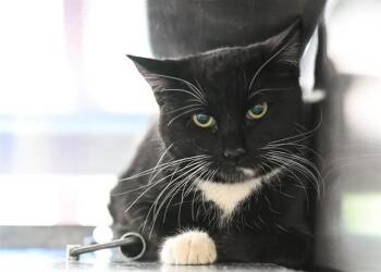 Domestic Short Hair Cats Available for Adoption in Colorado Springs, Colorado - BARN EMILIA | PetCurious