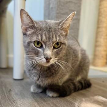 Sacred Song -  Domestic Short Hair Cat for Adoption in Fredericksburg, Virginia - Sacred Song | PetCurious