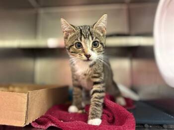 TUNA TURNER -  Domestic Short Hair Cat for Adoption in Fort Wayne, Indiana - TUNA TURNER | PetCurious