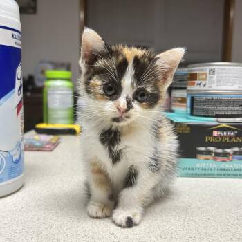 Pip -  Domestic Short Hair Cat for Adoption in Chicago, Illinois - Pip | PetCurious