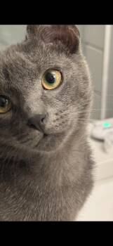 American Shorthair Cats Available for Adoption - Duke Formerly Bolt | PetCurious