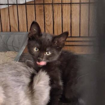 Oriole -  Domestic Short Hair Cat for Adoption in Nampa, Idaho - Oriole | PetCurious