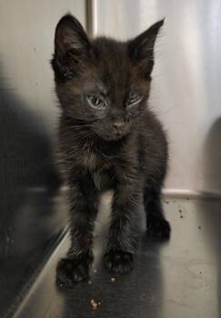 Ember -  Domestic Short Hair Cat for Adoption in Vancouver, Washington - Ember | PetCurious
