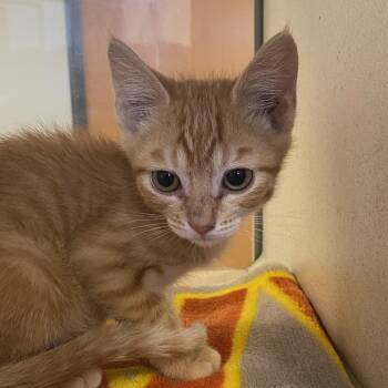Turvey (26-3G-1) -  Domestic Short Hair Cat for Adoption in Rifle, Colorado - Turvey (26-3G-1) | PetCurious