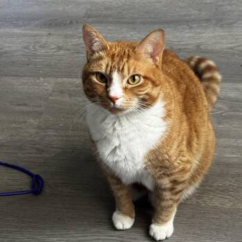 Martin -  Domestic Short Hair Cat for Adoption in Albany, New York - Martin | PetCurious