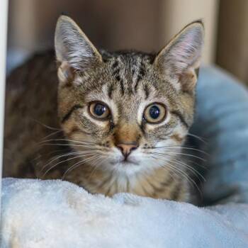 Luke -  Domestic Short Hair Cat for Adoption in Wilmington, Delaware - Luke | PetCurious