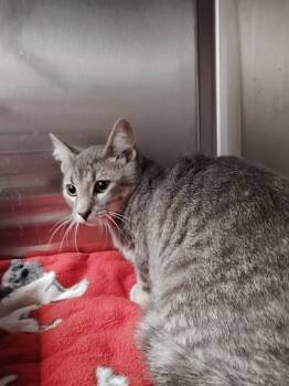 Rescue Domestic Short Hair Cats for Adoption in Republic, Missouri - Mavrick | PetCurious