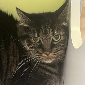 Domestic Short Hair Cats Available for Adoption in Temecula, California - Lucy | PetCurious