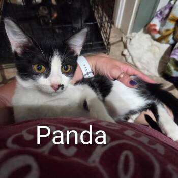 Panda -  Domestic Short Hair Cat for Adoption in Marshall, Texas - Panda | PetCurious