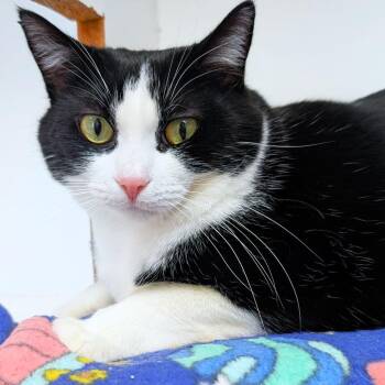 Tux -  Domestic Short Hair Cat for Adoption in Michigan City, Indiana - Tux | PetCurious