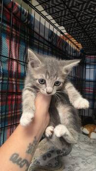 Wasabi -  Domestic Short Hair Cat for Adoption in Clinton, Missouri - Wasabi | PetCurious