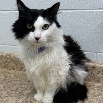 Domestic Long Hair Cats Available for Adoption in Marshall, Virginia - Valentino | PetCurious