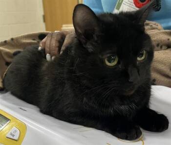 Domestic Medium Hair Cats Available for Adoption - LADY | PetCurious