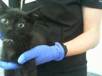 A1269406 -  Domestic Short Hair Cat for Adoption in Charlotte, North Carolina - A1269406 | PetCurious