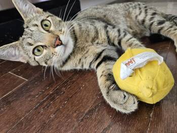 Michelle Kwan -  Domestic Short Hair Cat for Adoption in Belmont, North Carolina - Michelle Kwan | PetCurious