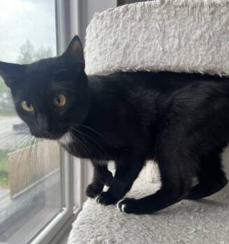 Rescue Domestic Short Hair Cats for Adoption in Anchorage, Alaska - Monkey | PetCurious