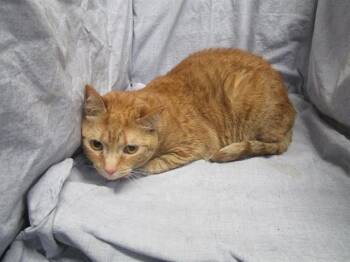 Domestic Short Hair Cats Available for Adoption - A1261003 | PetCurious