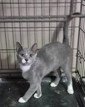 Domestic Short Hair Cats Available for Adoption in Sunrise, Florida - Cher | PetCurious