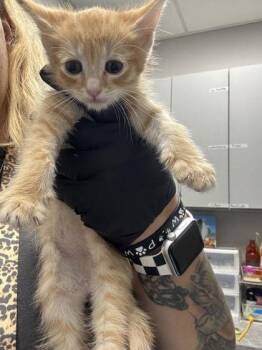 Monday -  Domestic Short Hair Cat Available for Adoption in Sevierville, Tennessee - Monday | PetCurious