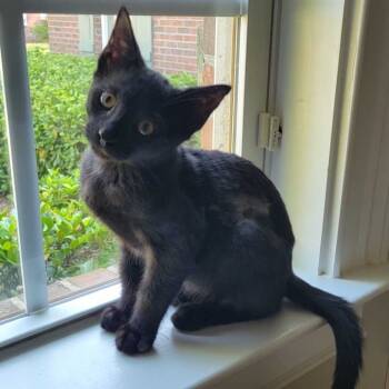 Rescue Domestic Short Hair Cats for Adoption in Valdosta, Georgia - Charles | PetCurious