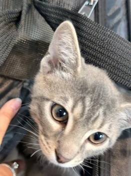 Terrell -  Domestic Short Hair Cat for Adoption in Memphis, Tennessee - Terrell | PetCurious