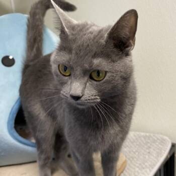 Domestic Short Hair Cats Available for Adoption - Grogu | PetCurious