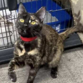 Domestic Short Hair Cats Available for Adoption - Taki | PetCurious