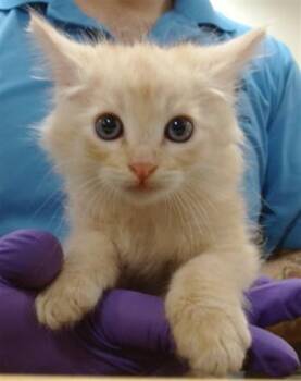 Domestic Long Hair Cats Available for Adoption in Doral, Florida - MUFASA | PetCurious