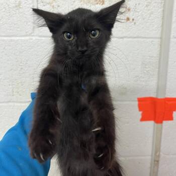 Nilani -  Domestic Medium Hair Cat for Adoption in Edinburg, Texas - Nilani | PetCurious