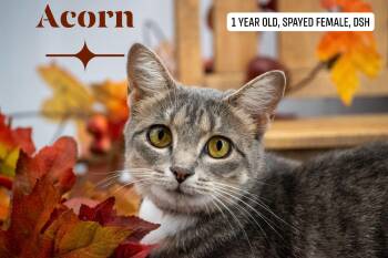 Acorn -  Domestic Short Hair Cat for Adoption in Sevierville, Tennessee - Acorn | PetCurious