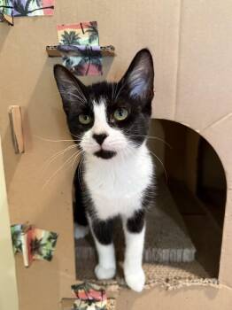 Domestic Short Hair Cats Available for Adoption - Camden | PetCurious