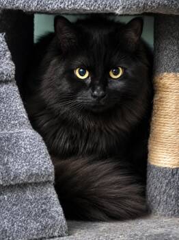 Barn Cats -  Tabby Cat for Adoption in Meherrin, Virginia - Barn Cats | PetCurious