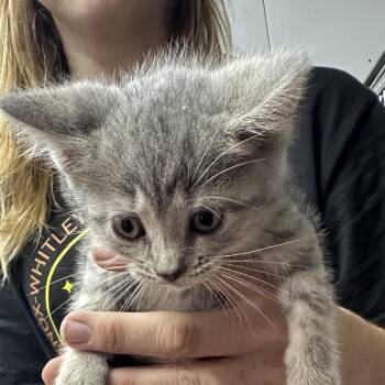 Olive Litter - Wisty -  Domestic Short Hair Cat for Adoption in Corbin, Kentucky - Olive Litter - Wisty | PetCurious