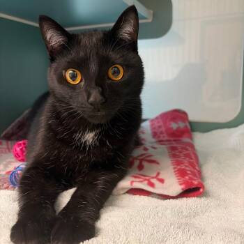Binks -  Domestic Short Hair Cat for Adoption in Morristown, Vermont - Binks | PetCurious