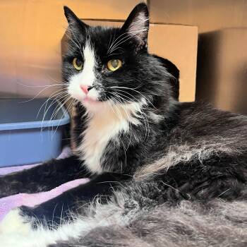 Alfie -  Domestic Long Hair Cat for Adoption in Lindon, Utah - Alfie | PetCurious