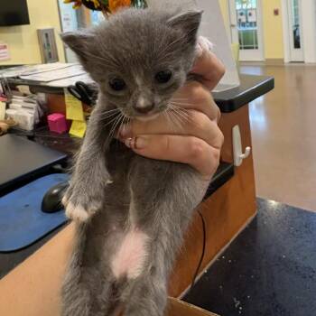 Goblin -  Domestic Short Hair Cat for Adoption in Lynchburg, Virginia - Goblin | PetCurious