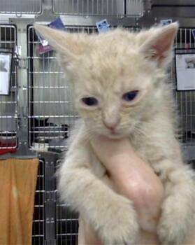 A186494 -  Domestic Short Hair Cat for Adoption in Pasadena, Texas - A186494 | PetCurious