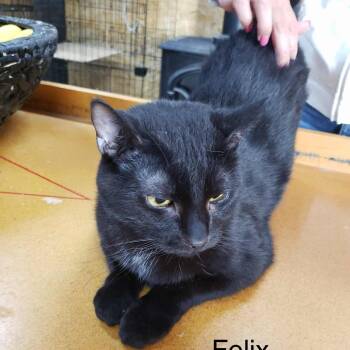 Rescue Domestic Short Hair Cats for Adoption in Saint-jacques, Quebec - Felix | PetCurious