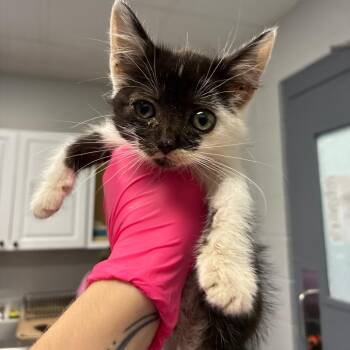 Pinecone -  Domestic Short Hair Cat for Adoption in Greenville, South Carolina - Pinecone | PetCurious