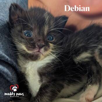 Linux Tux Litter:   Debian -  Domestic Short Hair Cat for Adoption in Council Bluffs, Iowa - Linux Tux Litter:   Debian | PetCurious