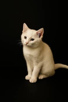 Rescue Domestic Short Hair Cats for Adoption in Gilroy, California - Marsh | PetCurious