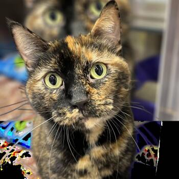 Rescue Domestic Short Hair Cats for Adoption in Springfield, Illinois - Oliva | PetCurious